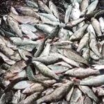 Fish Production Has Increased To 197.75 Lakh Tonnes In FY 2024-25 From 95.79 Lakh Tonnes Fish Production In FY 2013-14 Increasing A Significant 106%.