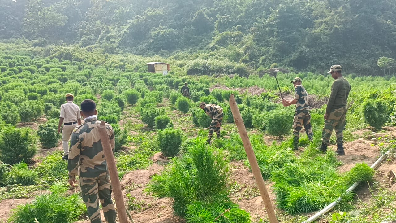29-07-2024-Destruction-Of-Ganja-Plantation-And-Apprehension-Of-Bangladeshi-Nationals-By-BSF.Pic-1.jpeg