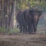 Flood-Rescued Elephant Joymoti Airlifted To Vantara For Specialised Hospital Care.
