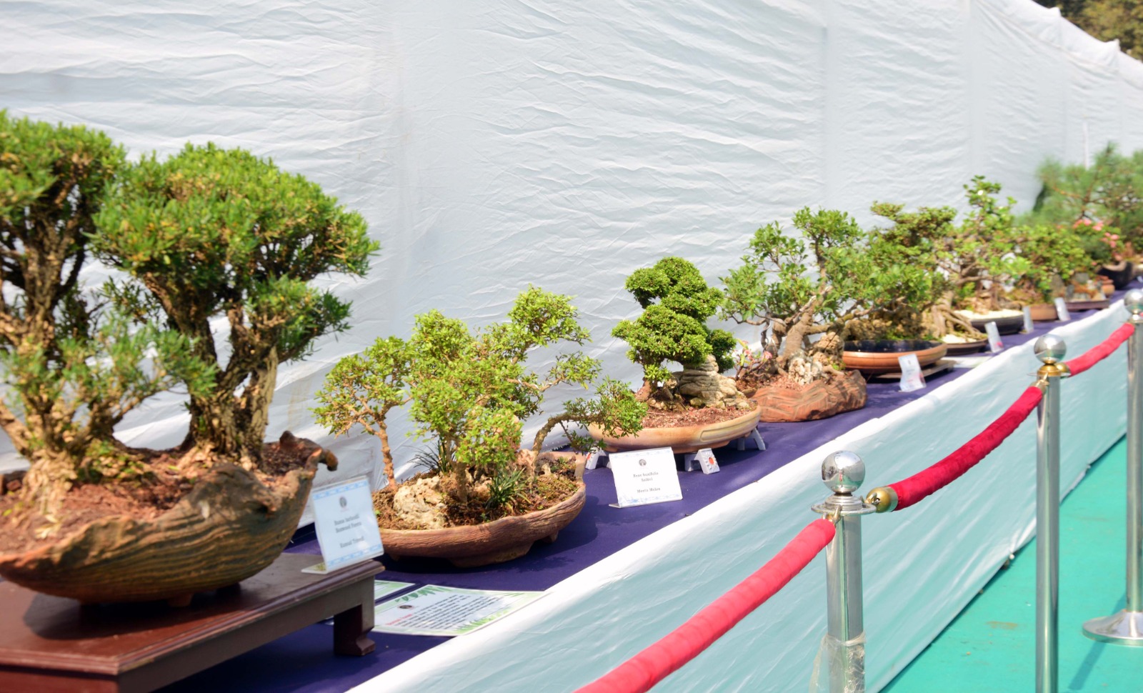 The Magic Of Bonsai & Origami Blooms In Mumbai. - TRIPURA STAR NEWS