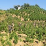 Destroyed 55 Plots & Eliminating Nearly 6.7 Lakh Ganja Plants : Massive Anti-Drug Drive By Sepahijala District Police.