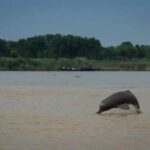 Second Rangewide Estimation Of Riverine And Estuarine Dolphins In India Starts From Bijnor.