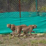 Union Environment Minister Shri Bhupender Yadav Welcomes 9 Cheetahs From Botswana, At Kuno National Park.