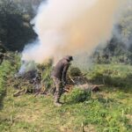 Sonamura Police Destroyed 30 Nos. Ganja Plots & Eliminating Nearly 80 Thousand  Ganja Trees, Worth Approx – 12 Crores.