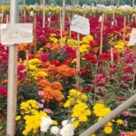 Encouragement From DDM Visit; Annual Income In Lakhs Through Floriculture.