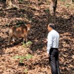 Cattle And Goats Dying From Suspected Rabid Dog Bites In Rajnagar, Several Families Affected.