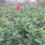 Success Story Of Livelihood Transformation In Tribal Areas Under TRESP.