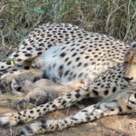 Union Environment Minister Announces Birth Of Three Cheetah Cubs At Kuno National Park.