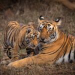 Prime Minister Reaffirms Commitment To Wildlife Conservation On World Wildlife Day; Shares Sanskrit Subhashitam.