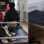 “Dog On Patient’s Bed! Explosive Allegations Over Poor State Of Healthcare System”.