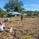 Empowering Tribal Women Through Ginger Cultivation: Success Story Of Mailangsing Producer Group Under TRESP.