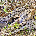 Indian-Born Female Cheetah At Kuno National Park Gives Birth To Four Cubs In The Wild; A Historic Moment In India’s Cheetah Conservation Journey: Shri Bhupender Yadav.