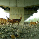 NHAI And WII Study Highlights Effectiveness Of Wildlife Mitigation Measures On Delhi–Dehradun Economic Corridor.