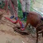 Daring Rescue Operation In Dharmanagar, Amid Praise Concerns Over Staff Shortage.