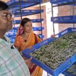 A New Horizon For The Silk Industry In North Tripura.
