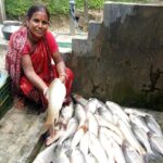 Scientific Fish Farming Under TRESP Are Driving Livelihood Transformation In Laljuri, North Tripura.