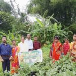 Brinjal Cultivation Success Under TRESP Project In Laljuri Block Project Management Unit.