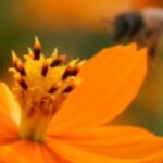 Hosachiguru Launches #BeyondTheHiVE Campaign On World Bee Day To Highlight The Role Of Pollinators In Sustaining Ecosystems.