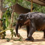 No More Painful Walks: After Years Of Suffering, Maniki Comes To Vantara For Healing.