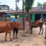 Cattle Theft Attempt Foiled By Police In Khowai Municipal Council’s Area.