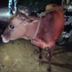12 Cattle Rescued In Joint BSF–Police Operation At Yubarajnagar; Smuggling Racket Suspected.