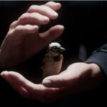 Ten Award-Winning Student Films From Germany Offer A Window Into The Future Of World Cinema At MIFF.