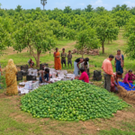APEDA Facilitates First Export Of Fresh Mangoes From Jharkhand To United Kingdom.