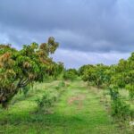 5 Indian Companies Transforming Farmlands Into Lifestyle Destinations.