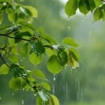 Moderate Rain Brings Relief From Heat But Waterlogging Disrupts Life In Dharmanagar.
