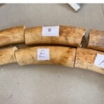 DRI Busts Several Wildlife Trafficking Networks Across India Operations.