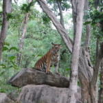 Prime Minister Extends Greetings On Global Tiger Day, Reaffirms Commitment To Tiger Conservation.