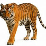 India Leads The Wilderness In Tiger Conservation.