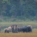 Prime Minister Highlights India’s Strong Conservation Efforts On World Elephant Day.