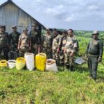 Destroyed 7 lakh ganja sampling : Massive Anti-Drug Drive By Sepahijala District Police.