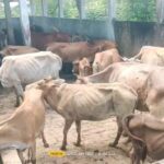 Municipality Focused On Collecting Fines, Cattle Allegedly Left Without Food And Water In Pound; 50–60 Cows Detained, Owners Express Anger.