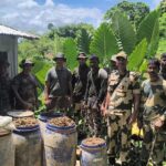 Destroyed Ganja Plants : Massive Anti-Drug Drive By Sepahijala District Police.