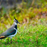 Glaw Lake Becomes Arunachal Pradesh’s First Ramsar Site; India’s Ramsar Sites Tally Reaches 101.