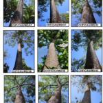 Fast-Growing Tree Species: The Missing Link In Natural Farming.