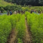 Destroyed 14 Nos Ganja Nursery : Massive Anti-Drug Drive By Sepahijala District Police.