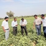 CAZRI Moth Bean Varieties Demonstrate Remarkable Resilience During El Niño Year.