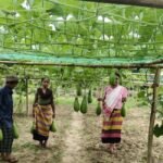 TRESP Agri Producer Groups Showing Remarkable Success In bottle gourd cultivation In Jampuijala.