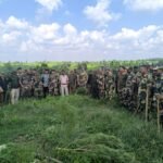 Sonamura PS, 81st BN BSF & 11th BN TSR Jointly Destroyed 5 Nos. Ganja Plots & Eliminating Nearly 7 Thousand  Ganja Trees.