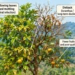 Citrus Decline And Its Management In Northeast India : Mahesh B Tengli, Prashant Kisan Nimbolkar, Dwipendra Thakuria And Anupam Mishra.
