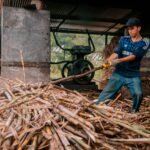 IPL Takes The Lead In Saving Water And Enhancing Farmers’ Income Through Sugarcane Cultivation.